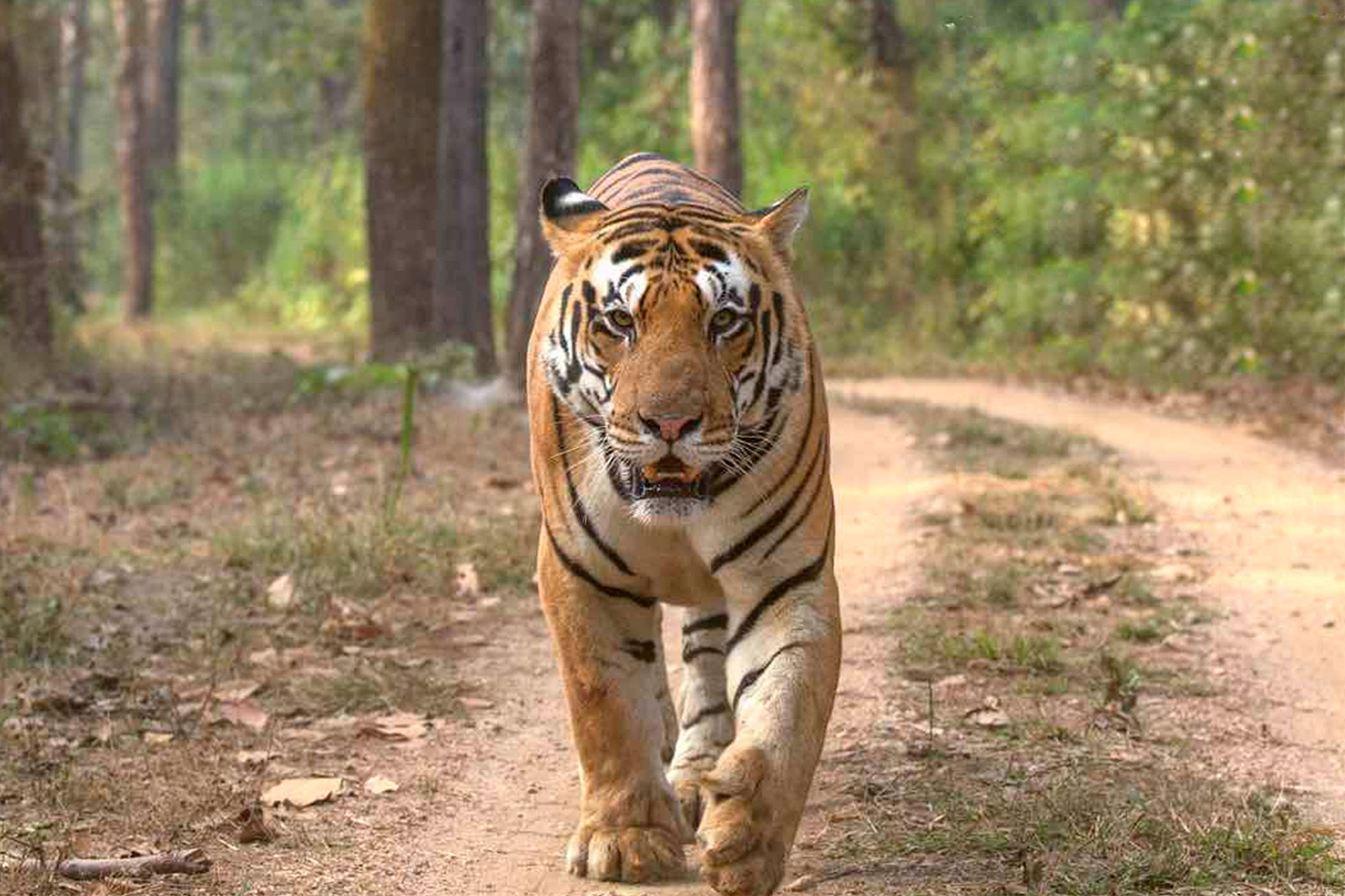 Golden Triangle 4/5 days with Ranthambore